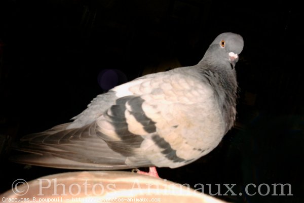 Photo de Pigeon