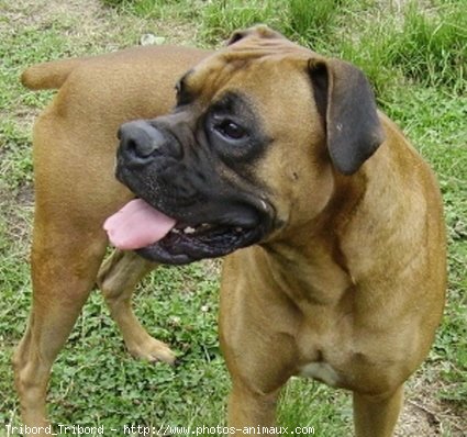 Photo de Boxer