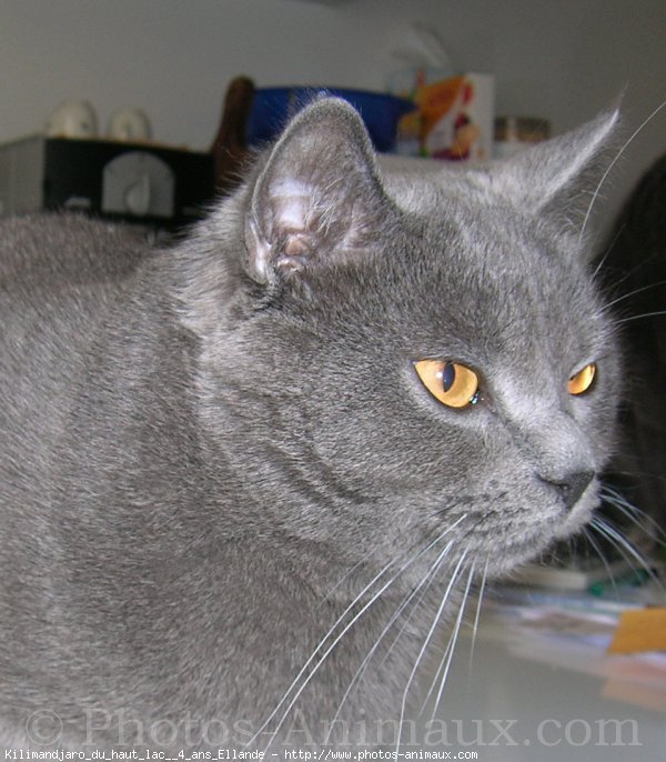 Photo de Chartreux