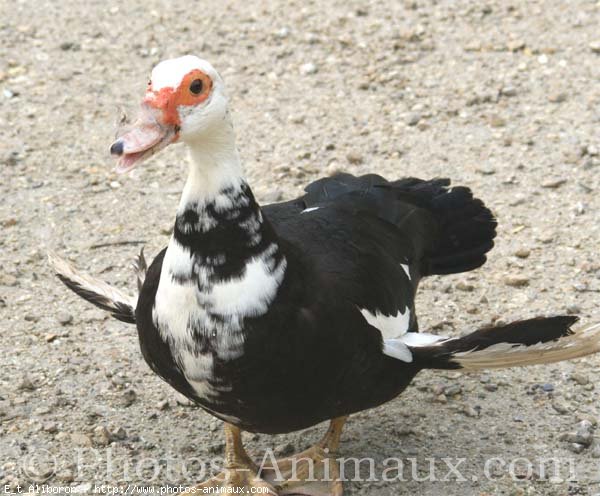 Photo de Canard