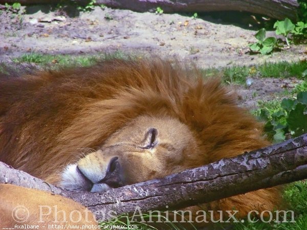 Photo de Lion