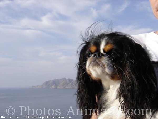 Photo de Cavalier king charles spaniel