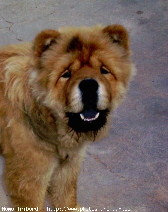 Photo de Chow chow