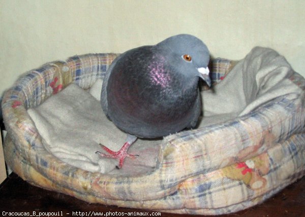 Photo de Pigeon