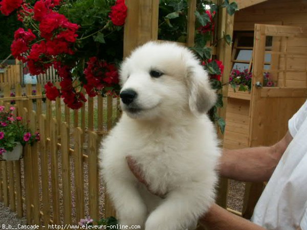 Photo de Chien de montagne des pyrnes