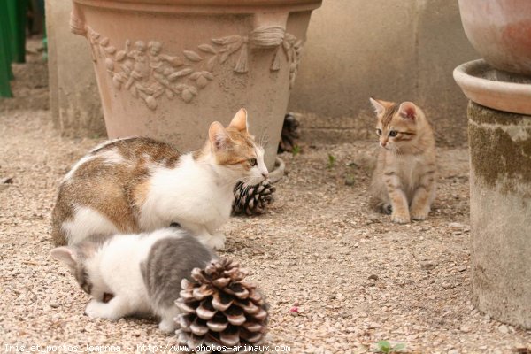 Photo de Chat domestique