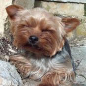 Photo de Yorkshire terrier