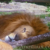 Photo de Lion