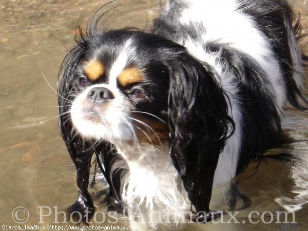 Photo de Cavalier king charles spaniel