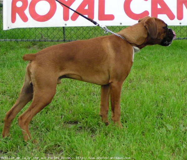 Photo de Boxer