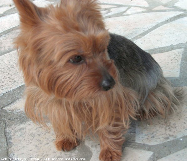 Photo de Yorkshire terrier