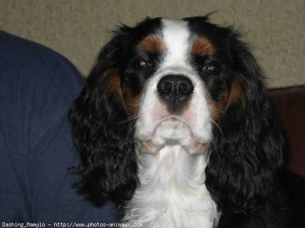 Photo de Cavalier king charles spaniel