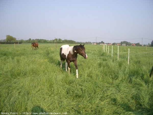 Photo de Paint horse