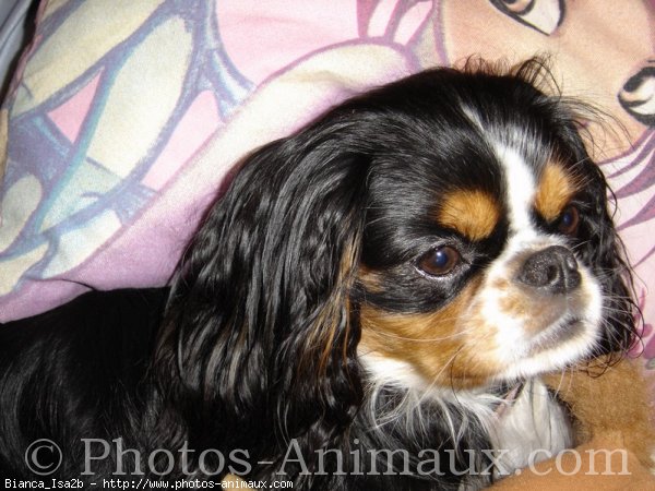 Photo de Cavalier king charles spaniel