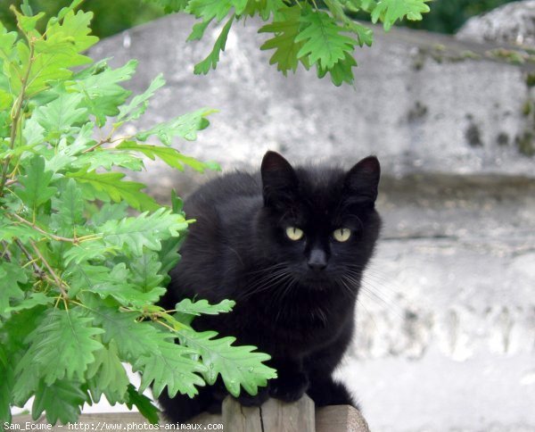 Photo de Chat domestique