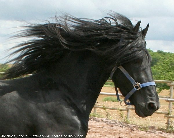 Photo de Frison