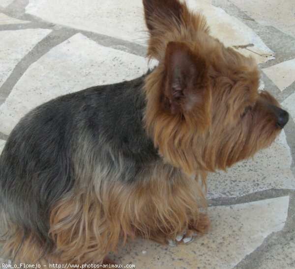 Photo de Yorkshire terrier