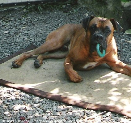 Photo de Boxer