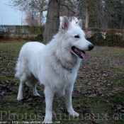 Photo de Berger blanc suisse