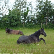 Photo de Races diffrentes