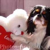 Photo de Cavalier king charles spaniel