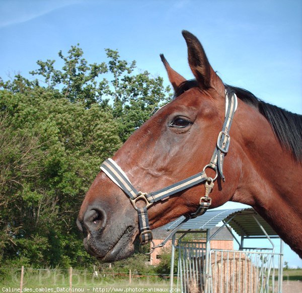 Photo de Trotteur franais