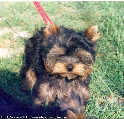 Photo de Yorkshire terrier