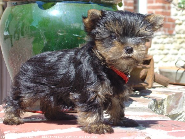 Photo de Yorkshire terrier