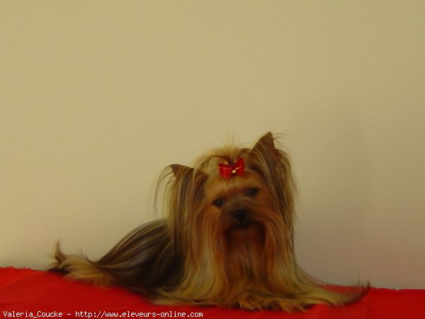 Photo de Yorkshire terrier