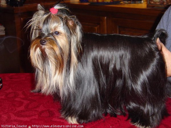 Photo de Yorkshire terrier