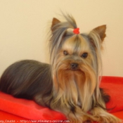 Photo de Yorkshire terrier