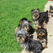 Photo de Yorkshire terrier