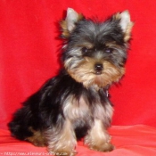 Photo de Yorkshire terrier