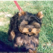 Photo de Yorkshire terrier