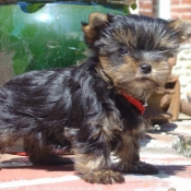 Photo de Yorkshire terrier