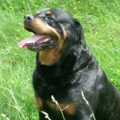 Photo de Rottweiler