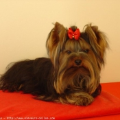 Photo de Yorkshire terrier