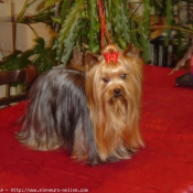 Photo de Yorkshire terrier