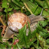 Photo d'Escargot