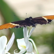 Photo de Papillon