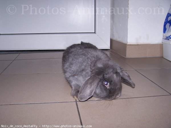 Photo de Lapin