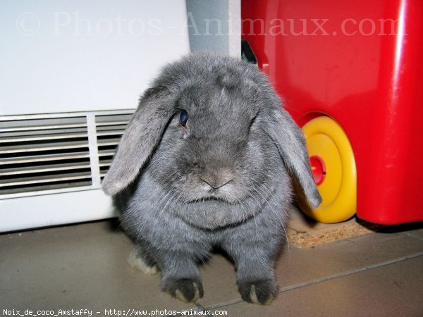 Photo de Lapin