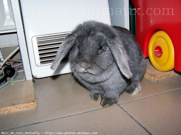 Photo de Lapin