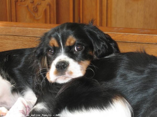 Photo de Cavalier king charles spaniel