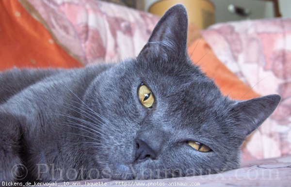 Photo de Chartreux