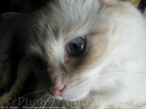 Photo de Ragdoll