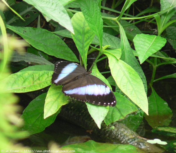 Photo de Papillon