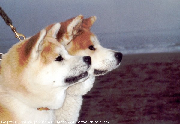 Photo d'Akita inu