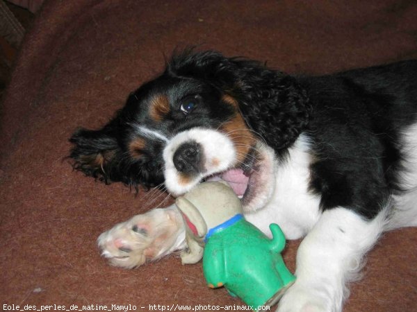 Photo de Cavalier king charles spaniel