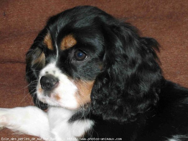 Photo de Cavalier king charles spaniel